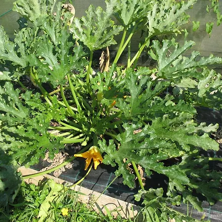 Bioagriturismo Vegan Campo Di Cielo בית חווה Cesiomaggiore