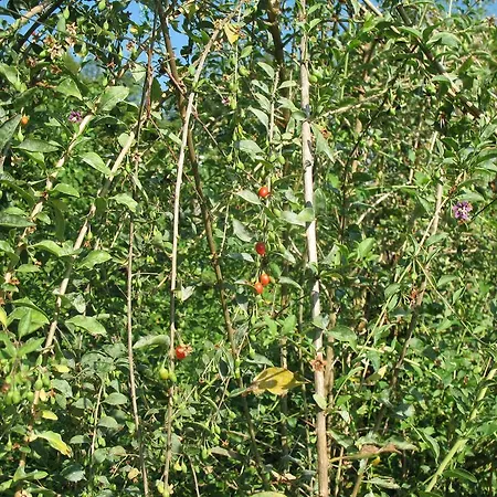 Bioagriturismo Vegan Campo Di Cielo בית חווה Cesiomaggiore
