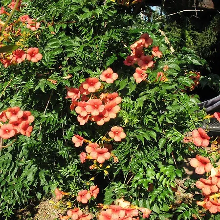 Bioagriturismo Vegan Campo Di Cielo בית חווה *