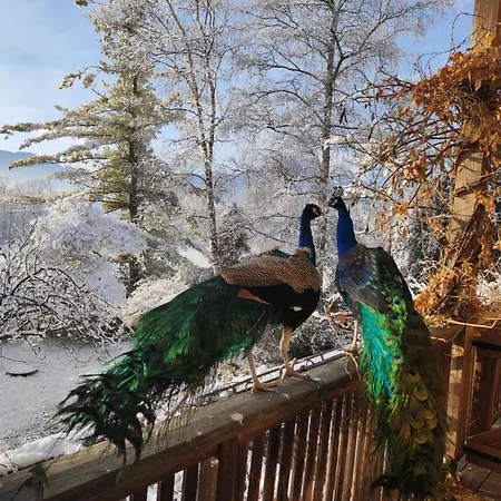 Bioagriturismo Vegan Campo Di Cielo Cesiomaggiore